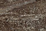 Permineralized Wood Covered In Sparkling Quartz - Germany #306994-1